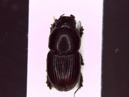 Otophorus haemorrhoidalis